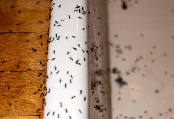 Best Mosquito Control Services  in Stedman, NC