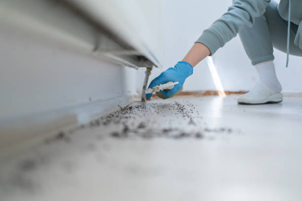 Best Emergency Pest Control  in Stedman, NC